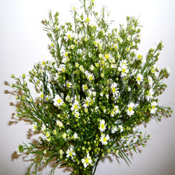 aster white flower